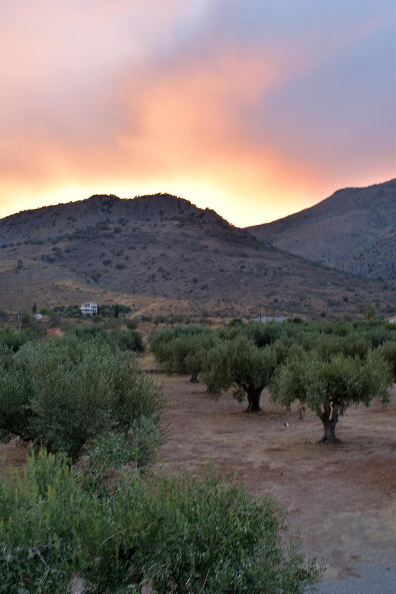 Villa In The Olive Trees Galaxidi ภายนอก รูปภาพ